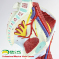 MUSCLE04(12026) Parts Muscles of Leg with Main Vessels and Nerves (Anatomical Model) 12026